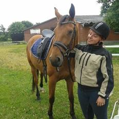 Dansk Varmblod Fanaldo <3<3