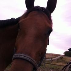 Dansk Varmblod Fanaldo <3<3