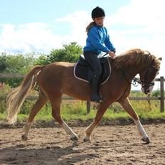 Tysk Sportspony Sultan(Sulle) <3