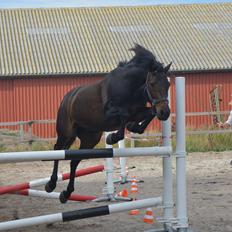 New Forest Skovly's Asterix 