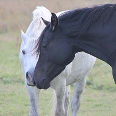 DSP Bakkegaarden's Mrs Magic