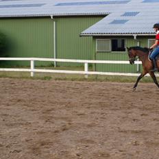 Welsh Partbred (Sec F) GROEZE'S JOSINA