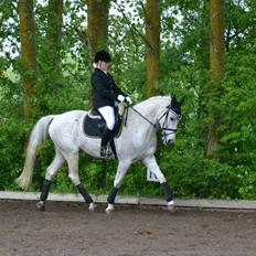 Anden særlig race Korshøjgaards Tjalfe