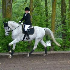 Anden særlig race Korshøjgaards Tjalfe