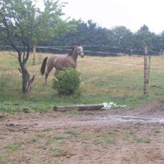 Anden særlig race Bækgårdens Duncan