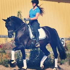 Dansk Varmblod Skovbakkegaards Sandra Hit