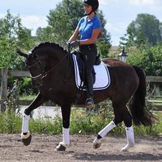 Dansk Varmblod Skovbakkegaards Sandra Hit