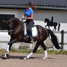 Dansk Varmblod Skovbakkegaards Sandra Hit