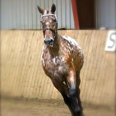 Knabstrupper Line Højgård - himmelhest