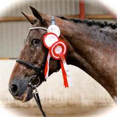 Knabstrupper Line Højgård - himmelhest