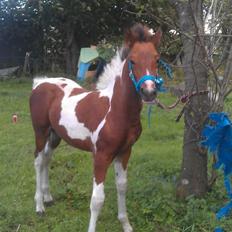 Anden særlig race Højersmindes Flicka