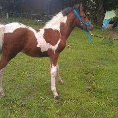 Anden særlig race Højersmindes Flicka