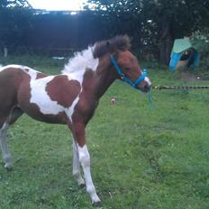 Anden særlig race Højersmindes Flicka