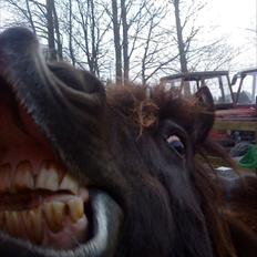 Shetlænder Sally <3 //My Soulmate//