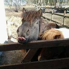 Shetlænder Sally <3 //My Soulmate//