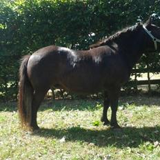 Shetlænder Sally <3 //My Soulmate//
