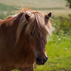 Islænder Bjarmi fra Tothat (den bedste)