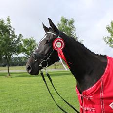 DSP Faithful Little Joy,