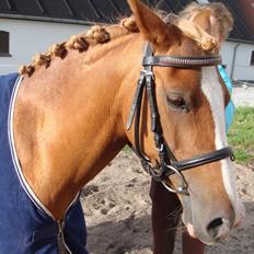 DSP Amanda af Bakholm