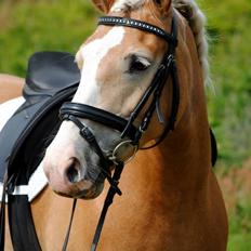 Haflinger Freja