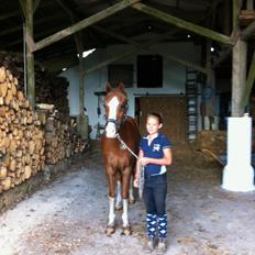 Hollandsk Sportspony U-Peter (Jupeter)