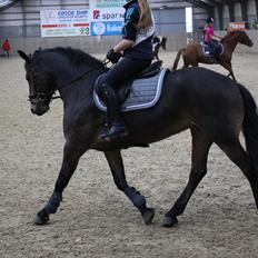 Anden særlig race Victoria