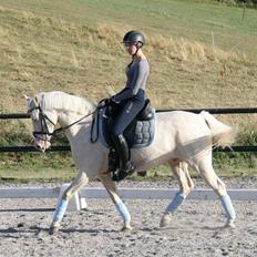 Palomino Atreju *Stjernen*