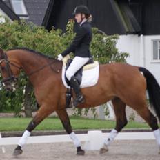 Anden særlig race Molino