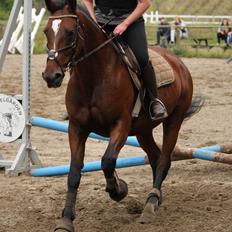 Anden særlig race Chanell
