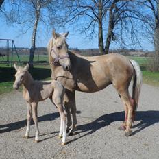 DSP Suna's Golden Dancer