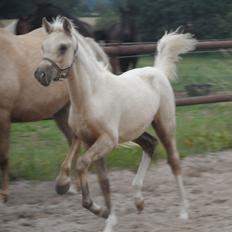 DSP Suna's Golden Dancer