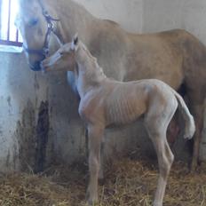 DSP Suna's Golden Dancer