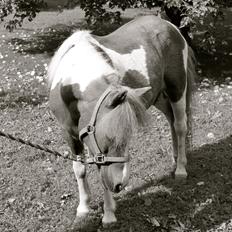 Anden særlig race Morelsgårdens Tøsen *Himmelhest*