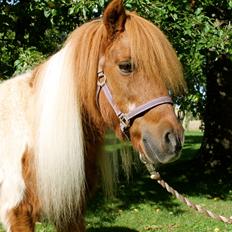 Anden særlig race Morelsgårdens Trold *Himmelhest*