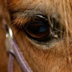 Anden særlig race Morelsgårdens Trold *Himmelhest*