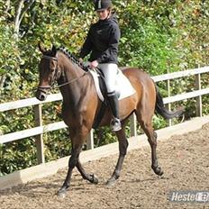 Fuldblod (XX) Speedy