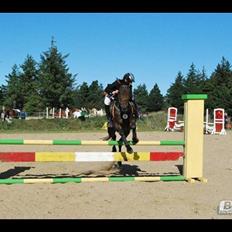 Fuldblod (XX) Speedy