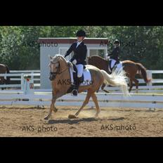 Hollandsk Sportspony Septun  A-PONY