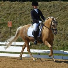 Hollandsk Sportspony Septun  A-PONY