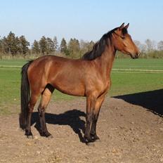 Dansk Varmblod Hovborg's A Noir