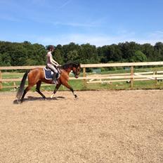 Dansk Varmblod Hovborg's A Noir