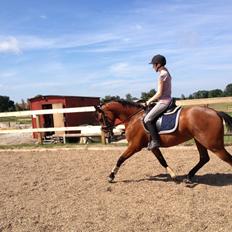 Dansk Varmblod Hovborg's A Noir