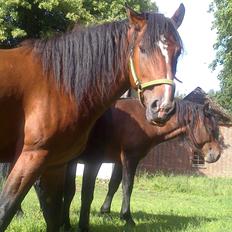 Anden særlig race Kalle