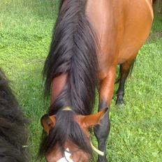 Anden særlig race Kalle