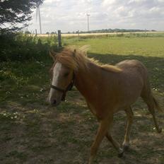 Gotlandsruss Maxime