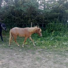 Gotlandsruss Maxime