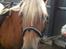Haflinger Astilbe