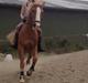 Anden særlig race Sebastian(Sebo)<3