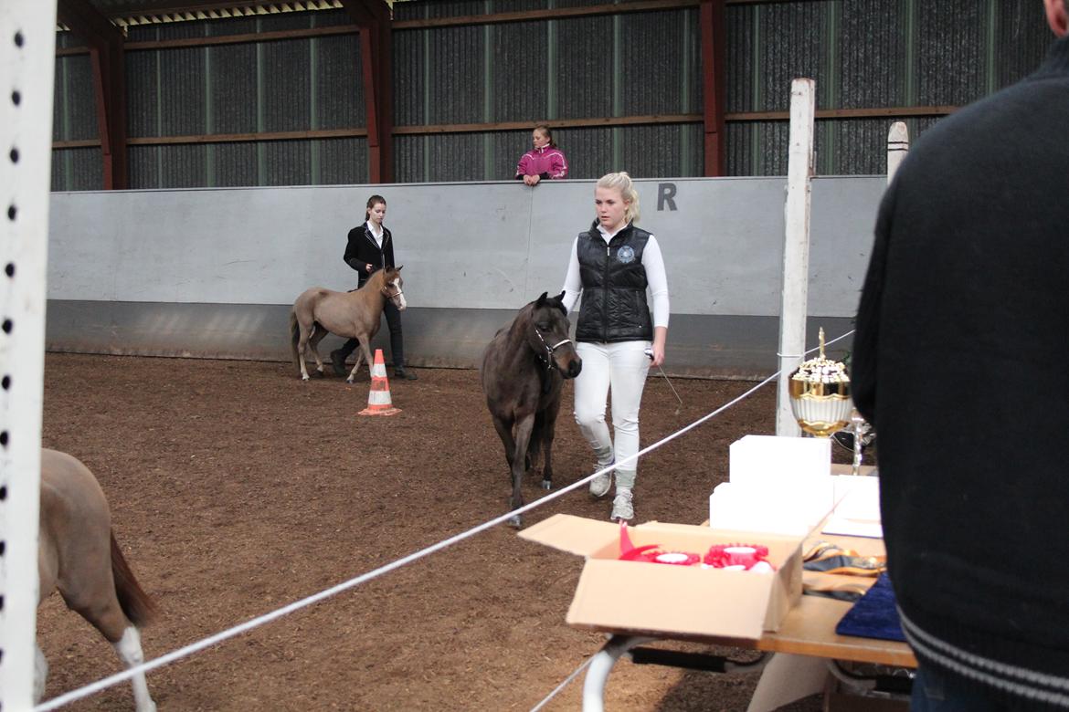 Belgisk Miniature Kogsbølle Pepsi Light billede 10