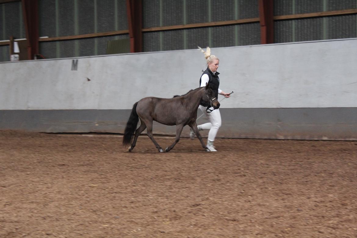 Belgisk Miniature Kogsbølle Pepsi Light billede 11